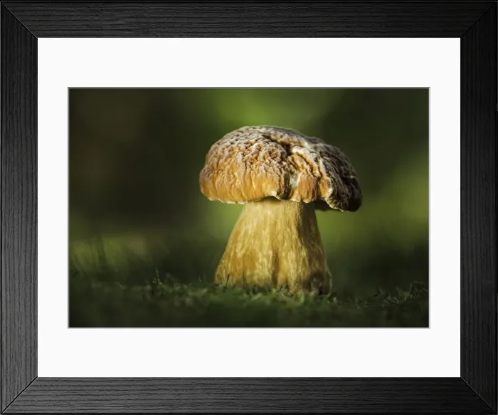 Framed Print : Cep or Penny Bun (Boletus edulis), New Forest National Park, Hampshire, England, UK Framed Print : Cep or Penny Bun (Boletus edulis), New Forest National Park, Hampshire, England, UK