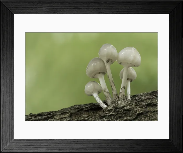 Framed Print : Porcelain Fungus (Oudemansiella mucida) emerging, New Forest National Park, Hampshire Framed Print : Porcelain Fungus (Oudemansiella mucida) emerging, New Forest National Park, Hampshire