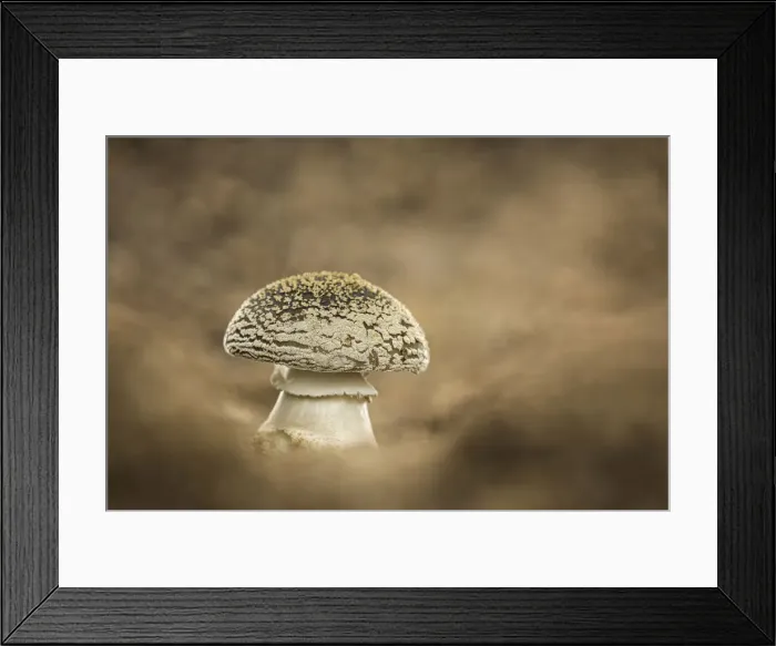 Framed Print : Panthercap (Amanita pantherina), New Forest National Park, Hampshire, England, UK Framed Print : Panthercap (Amanita pantherina), New Forest National Park, Hampshire, England, UK