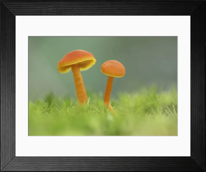 Framed Print : Vermillion Waxcap (Hygrocybe miniata), New Forest National Park, Hampshire, England, UK Framed Print : Vermillion Waxcap (Hygrocybe miniata), New Forest National Park, Hampshire, England, UK