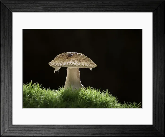 Framed Print : Blusher (Amanita rubescens), New Forest National Park, Hampshire, England, UK