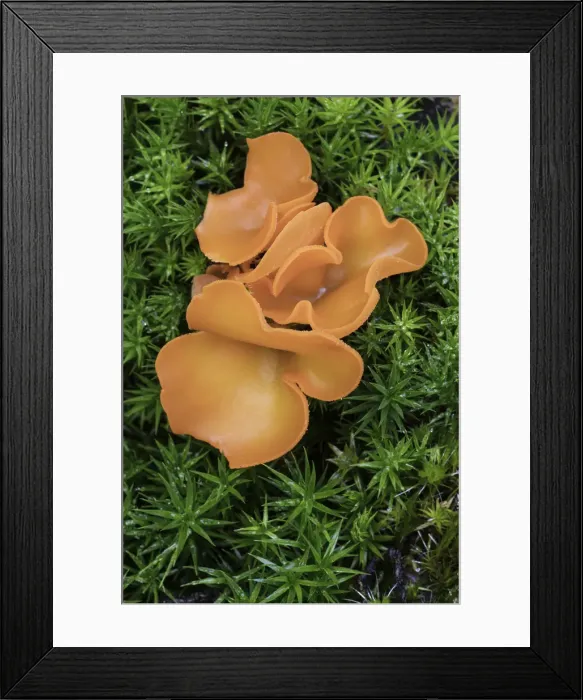 Framed Print : Orange Peel Fungus (Aleuria aurantia), New Forest National Park, Hampshire, England, UK Framed Print : Orange Peel Fungus (Aleuria aurantia), New Forest National Park, Hampshire, England, UK