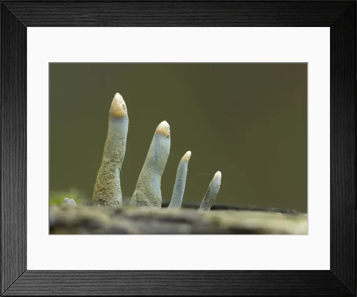 Framed Print : Dead Molls Fingers (Xylaria longipes) on Sycamore, Bridport, Dorset, UK Framed Print : Dead Molls Fingers (Xylaria longipes) on Sycamore, Bridport, Dorset, UK
