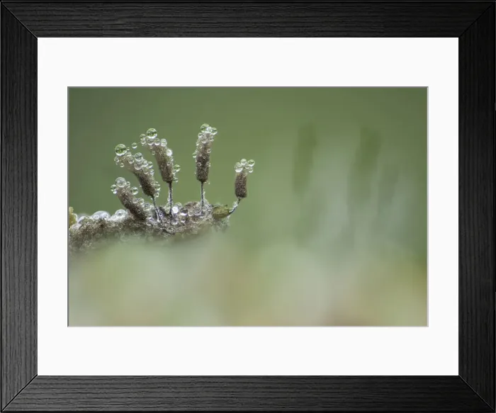 Framed Print : Slime mould (Stemonitopsis typhina) sporangia (fruiting bodies), Marshwood Vale, Dorset