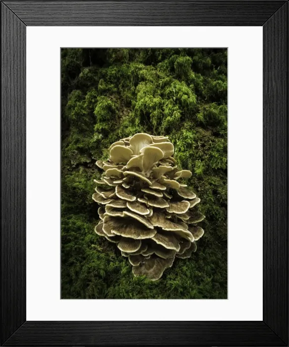Framed Print : Hen of the woods (Grifola frondosa) at the base of an Oak (Quercus robur) Framed Print : Hen of the woods (Grifola frondosa) at the base of an Oak (Quercus robur)