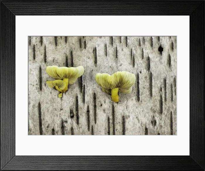 Framed Print : Unidentified fungi on fallen birch, New Forest National Park, Hampshire, England, UK Framed Print : Unidentified fungi on fallen birch, New Forest National Park, Hampshire, England, UK