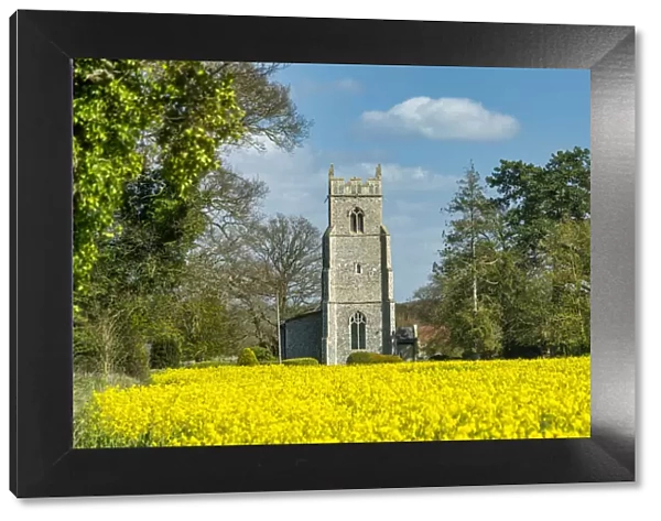 St. Michaels Church in Field of Rape, Hockering, Norfolk, England