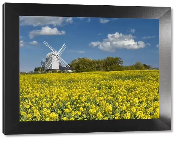 Great Chishill Windmill in Field of Rape, Cambridgeshire, England