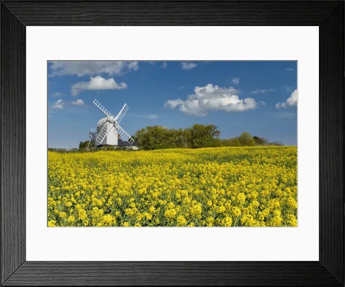 Framed Print : Great Chishill Windmill in Field of Rape, Cambridgeshire, England