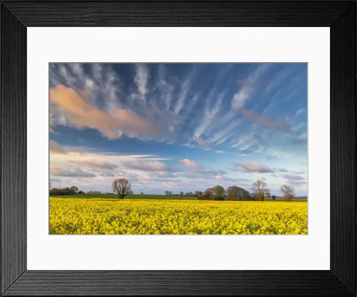 Framed Print : Evening Sky Over Field of Rape, Norfolk, England Framed Print : Evening Sky Over Field of Rape, Norfolk, England