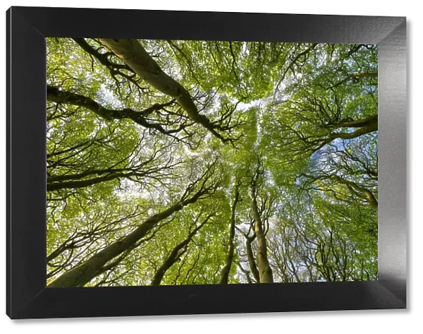 Beech Tree Canopy Pattern, Win Green Hill, Wiltshire, England