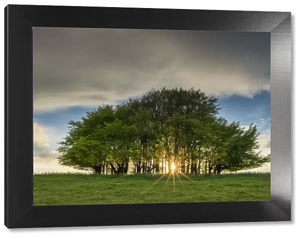 Sunburst Through Beech Trees, Win Green Hill, Wiltshire, England