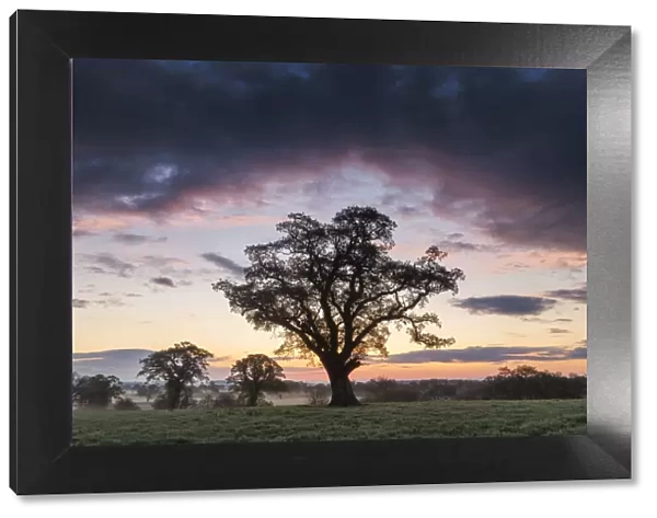 Oak Tree at Sunrise, Dorset, England