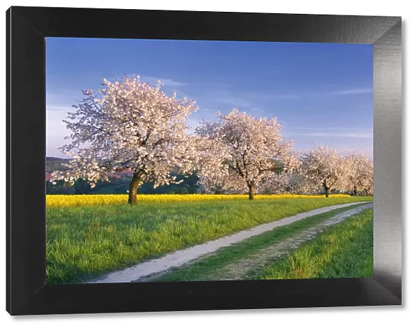 Lane along blossoming Cherry Trees and Rape field, Thuringia, , Germany