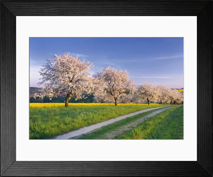 Framed Print : Lane along blossoming Cherry Trees and Rape field, Thuringia, , Germany Framed Print : Lane along blossoming Cherry Trees and Rape field, Thuringia, , Germany