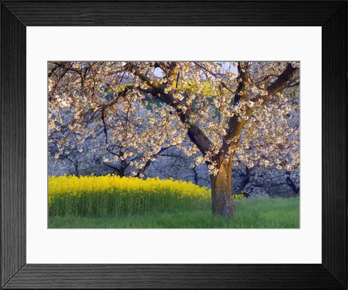 Framed Print : Blossoming Cherry Trees next Rape field, Thuringia, , Germany Framed Print : Blossoming Cherry Trees next Rape field, Thuringia, , Germany