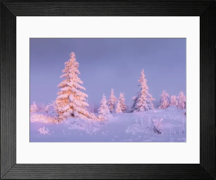 Framed Print : Deep snow-covered spruces in winter landscape at Fichtelberg at sunset Framed Print : Deep snow-covered spruces in winter landscape at Fichtelberg at sunset