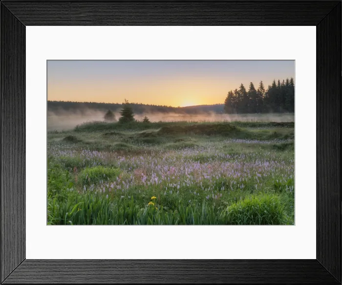 Framed Print : Wet meadow with blooming Bistort (Bistorta officinalis), Erzgebirge, Ore Mountains, Saxony, Germany, Europe Framed Print : Wet meadow with blooming Bistort (Bistorta officinalis), Erzgebirge, Ore Mountains, Saxony, Germany, Europe