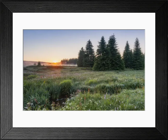 Framed Print : Wet meadow with blooming wild flowers, Erzgebirge, Ore Mountains, Saxony, Germany, Europe Framed Print : Wet meadow with blooming wild flowers, Erzgebirge, Ore Mountains, Saxony, Germany, Europe