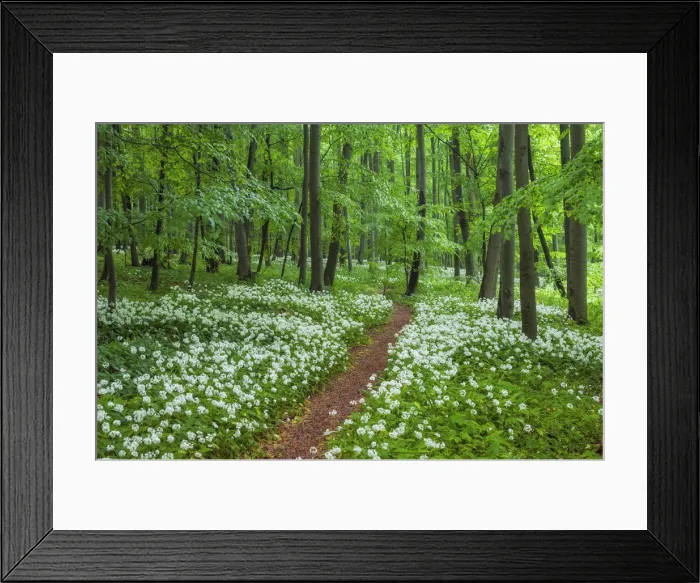 Framed Print : Path through beech forest with blooming wild garlic (Allium ursinum), Hainich National Park, Thuringia, Germany, Europe Framed Print : Path through beech forest with blooming wild garlic (Allium ursinum), Hainich National Park, Thuringia, Germany, Europe