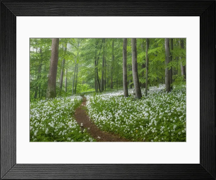 Framed Print : Path through beech forest with blooming wild garlic (Allium ursinum), Hainich National Park, Thuringia, Germany, Europe Framed Print : Path through beech forest with blooming wild garlic (Allium ursinum), Hainich National Park, Thuringia, Germany, Europe