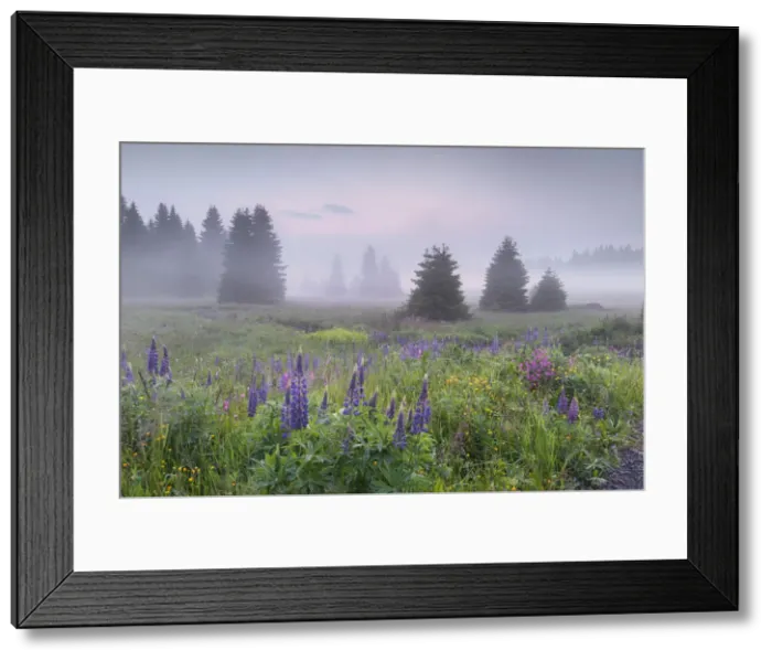 Framed Print : Wildflower meadow with lupine in the Erzgebirge (Ore Mountains), Saxony, Germany, Europe Framed Print : Wildflower meadow with lupine in the Erzgebirge (Ore Mountains), Saxony, Germany, Europe