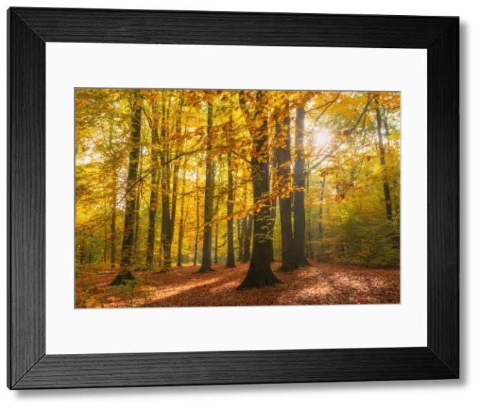 Framed Print : Natural beech forest in autumn, Saxony, Germany, Europe Framed Print : Natural beech forest in autumn, Saxony, Germany, Europe