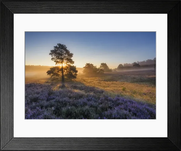 Framed Print : Sunlight-flooded tree in blooming heathland (Calluna vulgaris Framed Print : Sunlight-flooded tree in blooming heathland (Calluna vulgaris