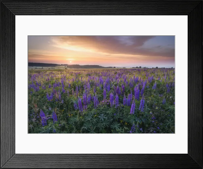 Framed Print : Lupine meadow at sunrise in the Bavarian Rhaon, UNESCO Biosphere Reserve Rhaon Framed Print : Lupine meadow at sunrise in the Bavarian Rhaon, UNESCO Biosphere Reserve Rhaon