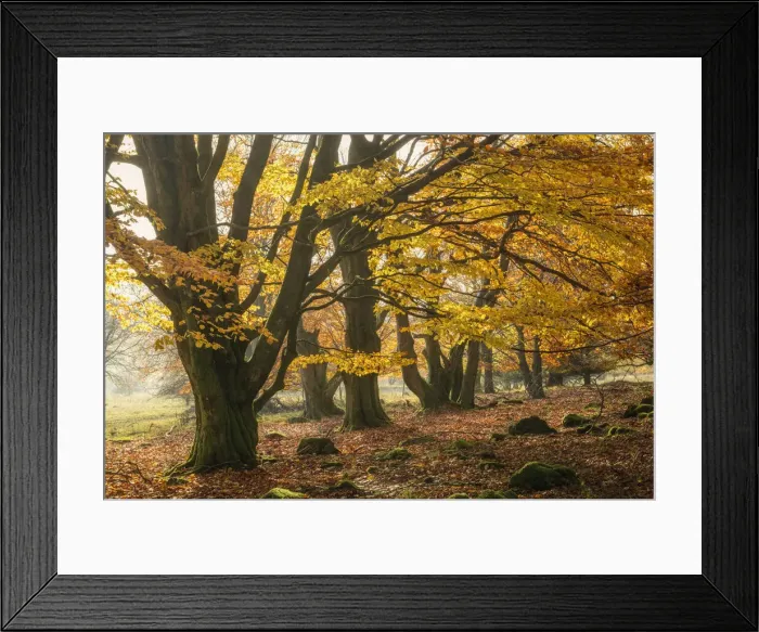 Framed Print : Autumnal beech trees at Unesco Biosphere reserve Rhoen, Rhoen, Bavaria, Germany Framed Print : Autumnal beech trees at Unesco Biosphere reserve Rhoen, Rhoen, Bavaria, Germany