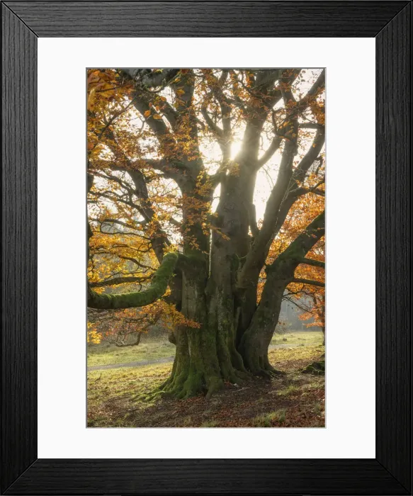 Framed Print : old autumnal beech tree at Unesco Biosphere reserve Rhoen, Rhoen, Bavaria, Germany Framed Print : old autumnal beech tree at Unesco Biosphere reserve Rhoen, Rhoen, Bavaria, Germany