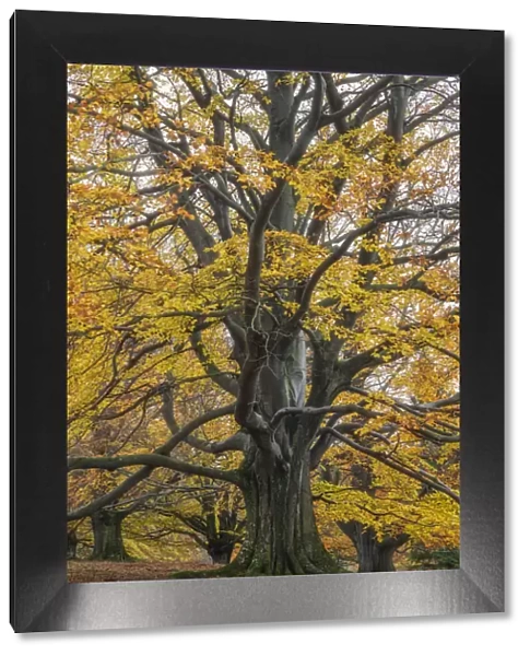 old autumnal beech tree at Unesco Biosphere reserve Rhoen, Rhoen, Thuringia, Germany