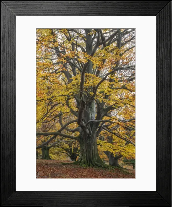 Framed Print : old autumnal beech tree at Unesco Biosphere reserve Rhoen, Rhoen, Thuringia, Germany Framed Print : old autumnal beech tree at Unesco Biosphere reserve Rhoen, Rhoen, Thuringia, Germany