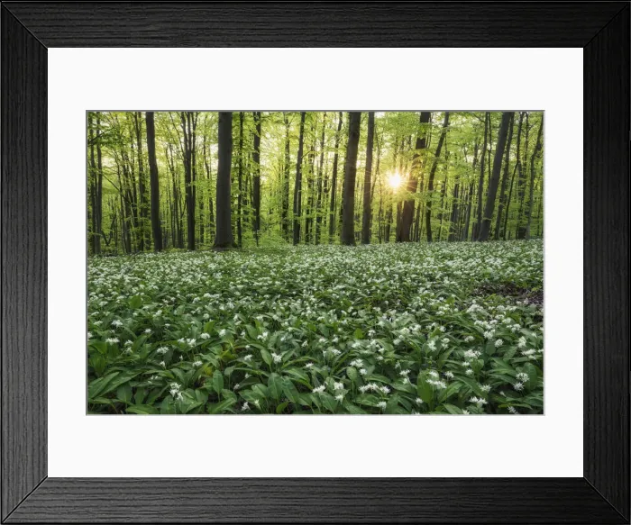 Framed Print : light-flooded beech forest with blooming wild garlic (Allium ursinum), Hainich National Park, Thuringia, Germany, Europe Framed Print : light-flooded beech forest with blooming wild garlic (Allium ursinum), Hainich National Park, Thuringia, Germany, Europe