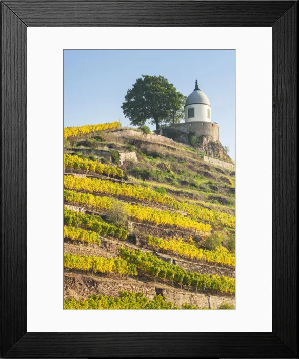 Framed Print : Jacobstein vineyard pavilion at Wackerbarth castle in autumn, , Radebeul, Elbe valley Framed Print : Jacobstein vineyard pavilion at Wackerbarth castle in autumn, , Radebeul, Elbe valley