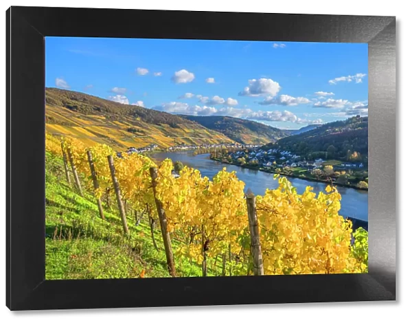 View at Zell, Mosel valley, Rhineland-Palatinate, Germany