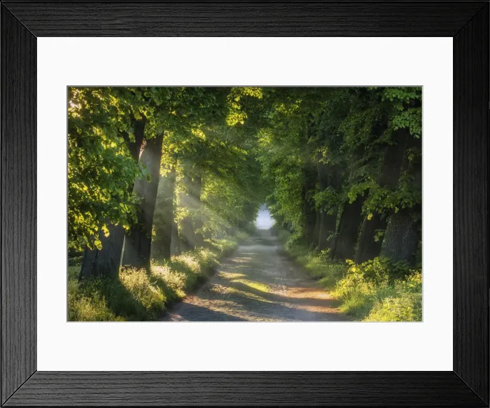 Framed Print : Road lined with old lime trees at Schaalsee, Schaalsee Biosphere Reserve Framed Print : Road lined with old lime trees at Schaalsee, Schaalsee Biosphere Reserve