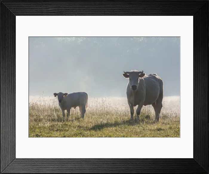 Framed Print : Cows in the morning light, Schaalsee, Schaalsee Biosphere Reserve Framed Print : Cows in the morning light, Schaalsee, Schaalsee Biosphere Reserve