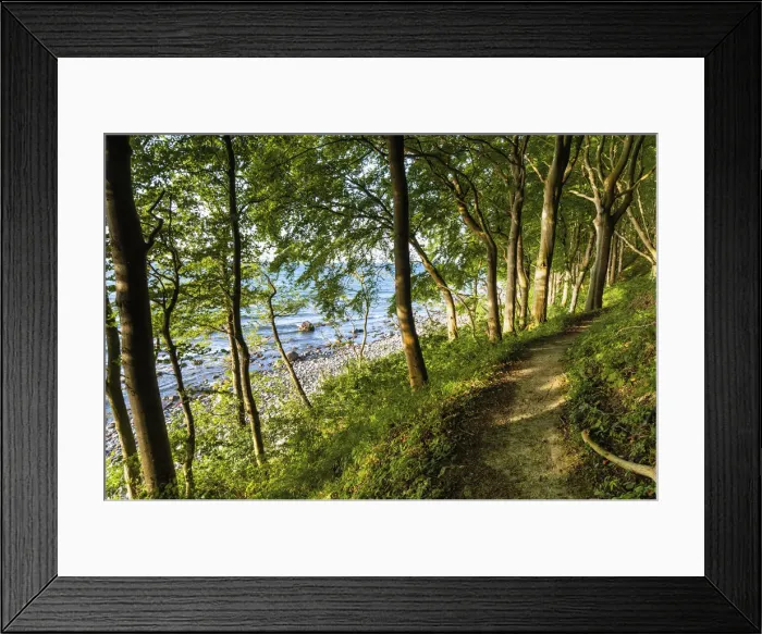 Framed Print : Narrow hiking trail through beech forest on the coast of the Baltic Sea Jasmund National Park, Ruegen Island, Mecklenburg-Western Pomerania, Germany, Europe Framed Print : Narrow hiking trail through beech forest on the coast of the Baltic Sea Jasmund National Park, Ruegen Island, Mecklenburg-Western Pomerania, Germany, Europe
