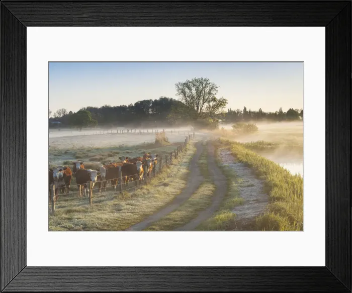 Framed Print : Path along pasture with e herd of Cows in the morning light, Schaalsee Framed Print : Path along pasture with e herd of Cows in the morning light, Schaalsee