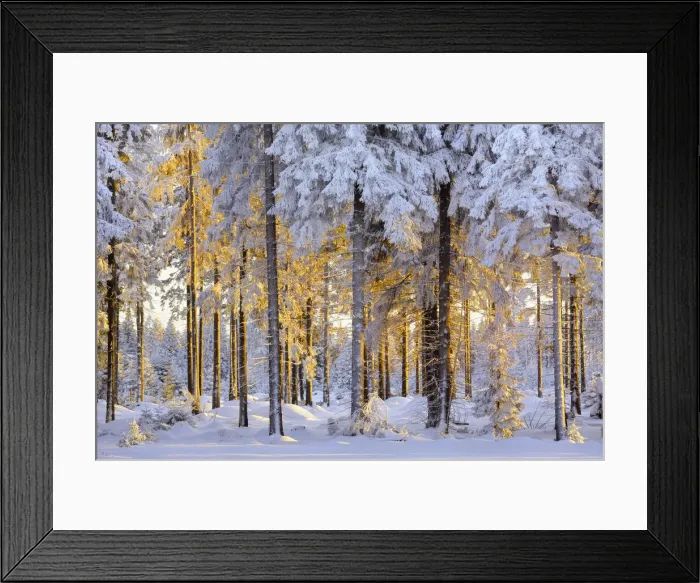 Framed Print : Snow-covered spruce forest in evening light, Fichtelberg, near Oberwiesenthal Framed Print : Snow-covered spruce forest in evening light, Fichtelberg, near Oberwiesenthal