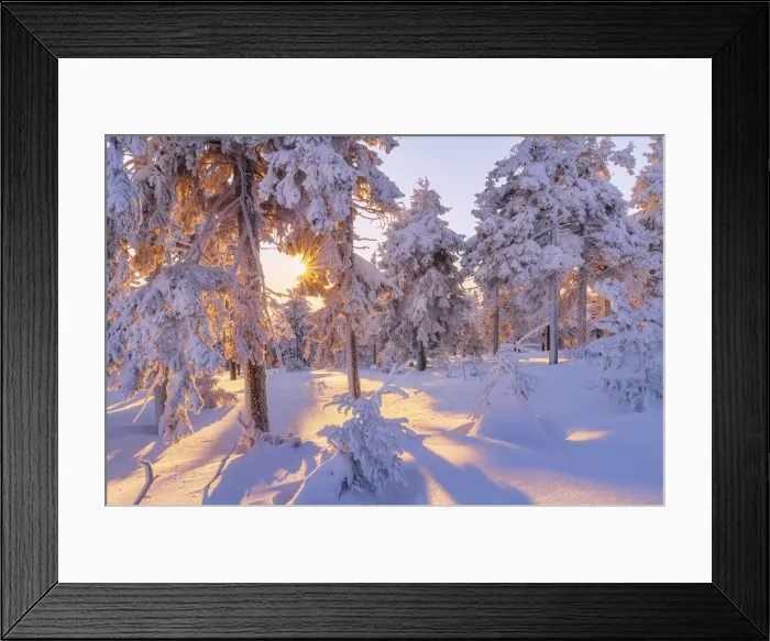 Framed Print : Snow-covered spruce forest in morning light, Fichtelberg, near Oberwiesenthal Framed Print : Snow-covered spruce forest in morning light, Fichtelberg, near Oberwiesenthal