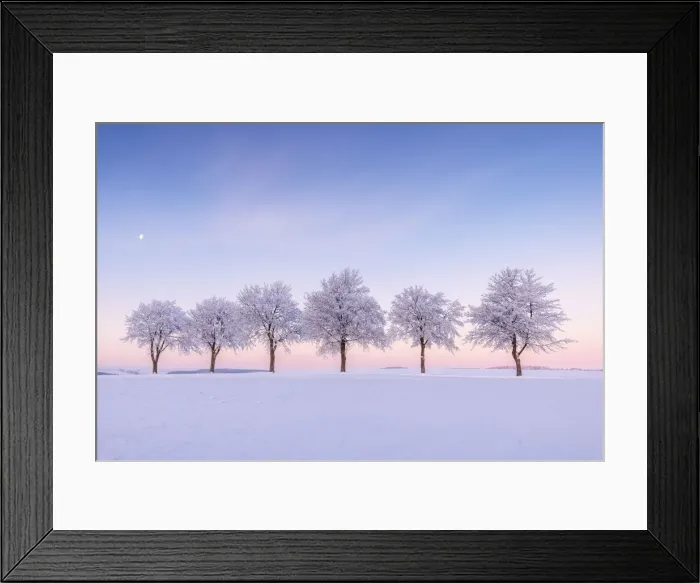 Framed Print : tree-lined hoarfrost trees in morning light, Frauenstein, Ore Mountains, East Erzgebirge Framed Print : tree-lined hoarfrost trees in morning light, Frauenstein, Ore Mountains, East Erzgebirge