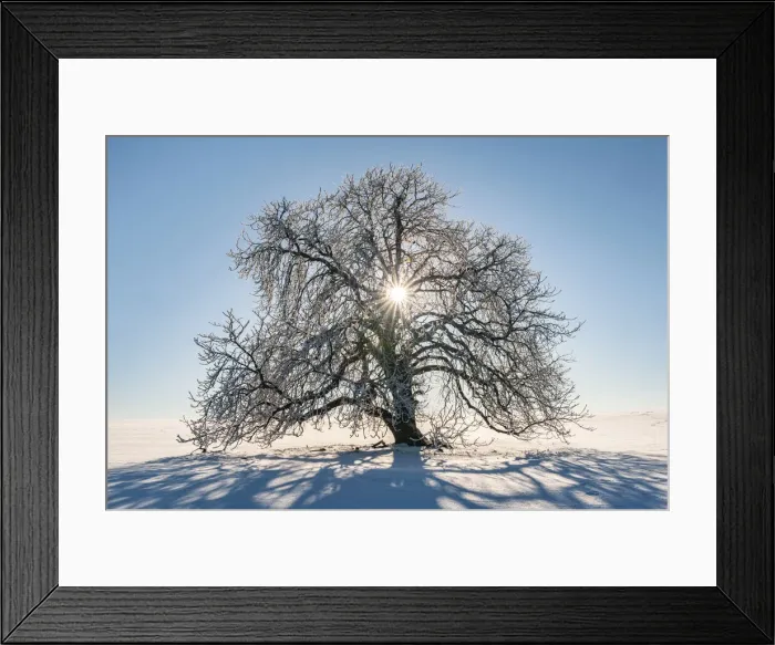 Framed Print : Sun shines through snow-covered solitary horse chestnut on field, blue sky, Vogtland Framed Print : Sun shines through snow-covered solitary horse chestnut on field, blue sky, Vogtland
