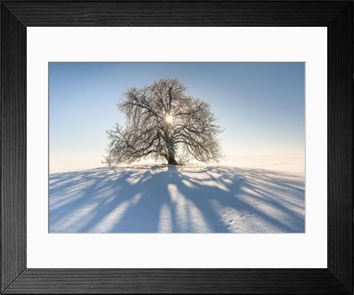 Framed Print : Sun shines through snow-covered solitary horse chestnut on field, blue sky, Vogtland Framed Print : Sun shines through snow-covered solitary horse chestnut on field, blue sky, Vogtland