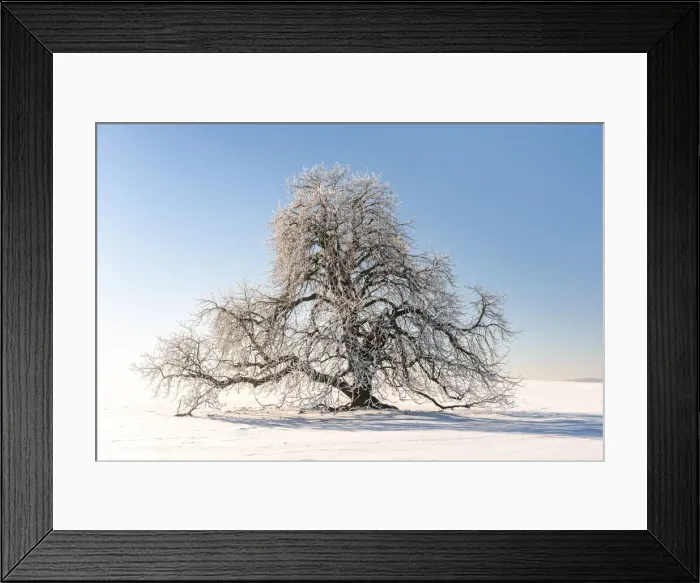 Framed Print : Snow-covered solitary horse chestnut on field, blue sky, Vogtland, Saxony, Germany Framed Print : Snow-covered solitary horse chestnut on field, blue sky, Vogtland, Saxony, Germany