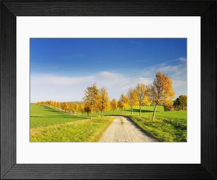 Framed Print : Alley of lime trees through cultivated landscape in autumn, Thuringia, Germany, Europe Framed Print : Alley of lime trees through cultivated landscape in autumn, Thuringia, Germany, Europe