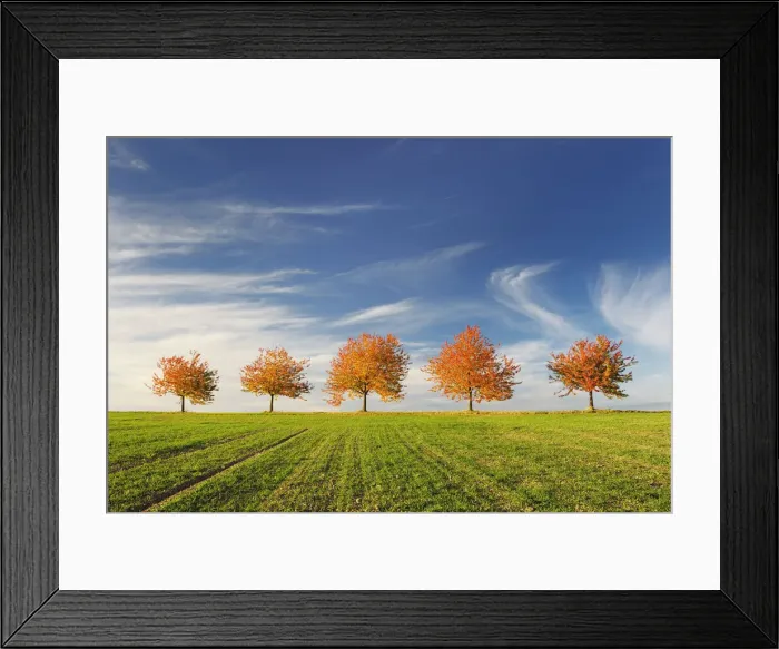 Framed Print : Autumnal tree-lined cherry trees through cultivated landscape, Thuringia, Germany, Europe Framed Print : Autumnal tree-lined cherry trees through cultivated landscape, Thuringia, Germany, Europe