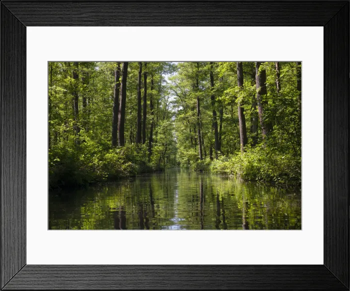 Framed Print : Spreewald, dense forest reflected in the water of a river, Brandenburg, Germany, Europe Framed Print : Spreewald, dense forest reflected in the water of a river, Brandenburg, Germany, Europe