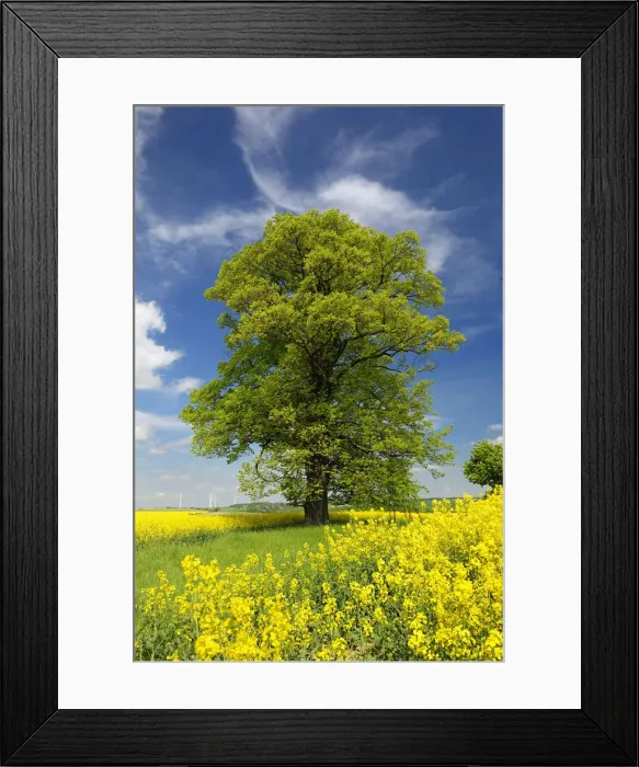 Framed Print : old lime tree in flowering rape field in spring, Saxony, Germany, Europe Framed Print : old lime tree in flowering rape field in spring, Saxony, Germany, Europe